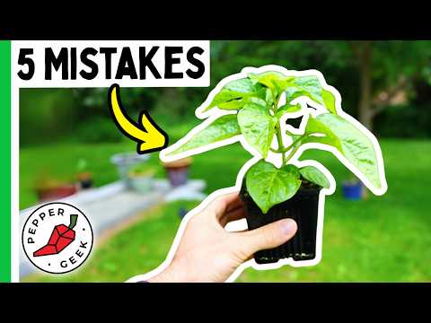 5 Mistakes That Destroy Pepper Yields