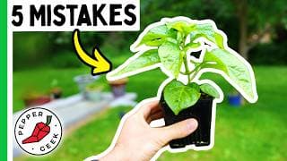 5 Mistakes That Destroy Pepper Yields