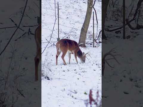 Medusa browsing the green cover