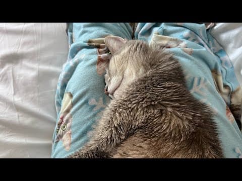 Dad, Pets All Done. Mom, Help Food Water! | Billispeaks