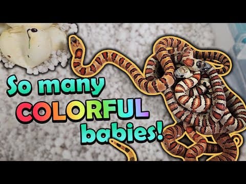 Multi-colored Variable Kingsnakes Hatching!