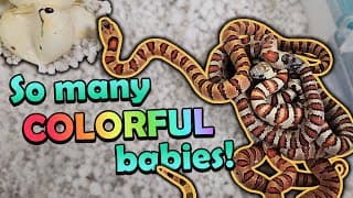 Multi-colored Variable Kingsnakes Hatching!