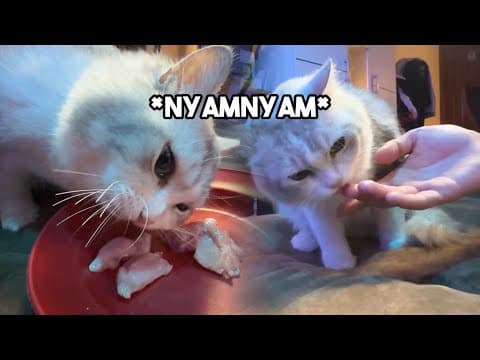 Temenin Puding Makan Enak... Lahap Bos !!