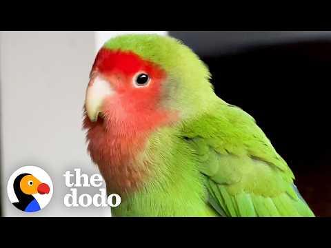 Girl Finds A Sad Lovebird And Makes It Her Mission To Find His Family | The Dodo