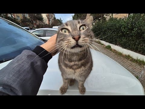 A Friendly And Very Cute Hungry Gray Stray Cat