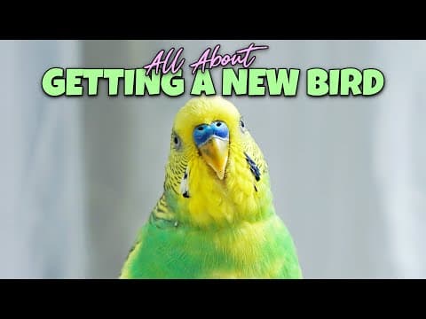 'the' Guide For The New Bird Owner