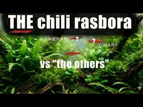 I Finally Have Them All!!! | Are Chili Rasboras Really Better Than The Other Little Red Guys??