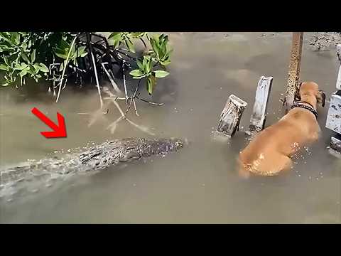 You Must To See This! Insane Animal Moments Caught On Camera!