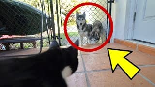 My Husky Gets Extremely Jealous That I Feed The Neighborhood Cat..