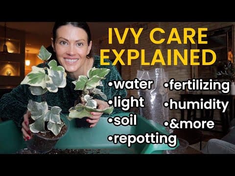 Ivy Plant Care 101 | How To Keep Ivy Healthy Indoors - Watering, Lighting, Repot, Fertilize & More