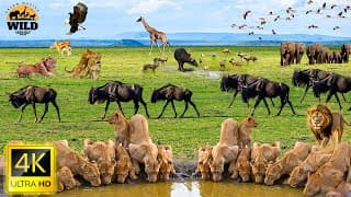 4k African Wildlife: Amboseli National Park - Scenic Wildlife Film With Real Sounds
