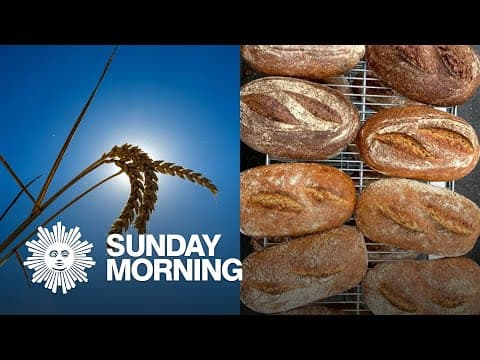 Breeding A Better Bread