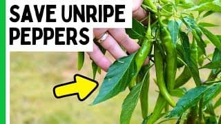 How To Rescue Unripe Peppers From The Cold