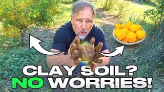 How I Grew 150+ Fruit Trees In Clay Soil (yes, It Works!)