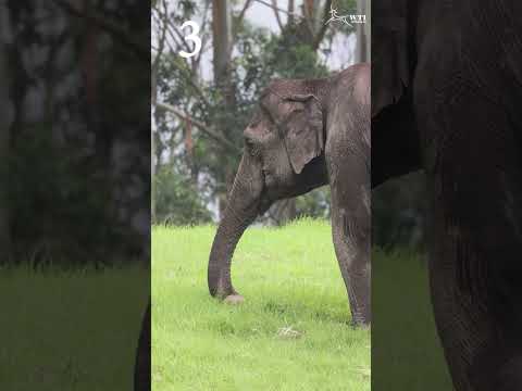 Elephant Facts | Wildlife Trust of India  #nature #inserviceofnature #elephant