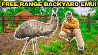 My Pet Emus Escape Their Cage!! (bad Idea)