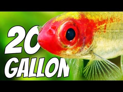 The Best For A 20 Gallon Fish Tank