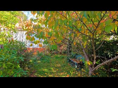 The Most Satisfying Yard Cleanup You Have Seen This Year! (part 1)