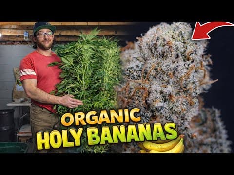 Everything I Did From Start To Finish | Organic Holy Bananas | Harvest, Dry, Cure