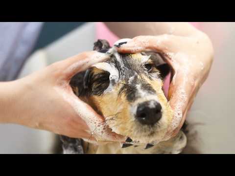 Bathing A Fox Puppies