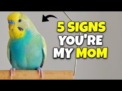5 Signs Your Bird Thinks You're It's Mom/dad