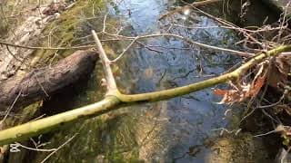 Explain This Oddity: Treasure Hunting City Creek & Thrunite Tt201