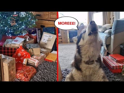 Husky Goes Crazy Opening Xmas Presents On Christmas