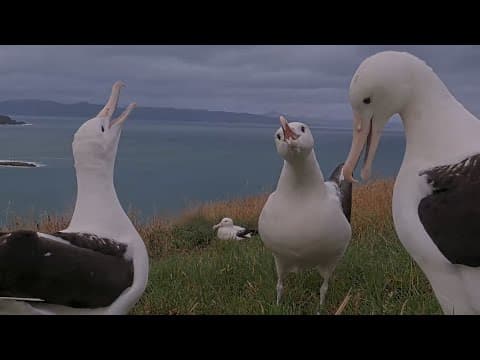 Royal Albatross Trio Steals The Spotlight In New Zealand | Doc | Cornell Lab