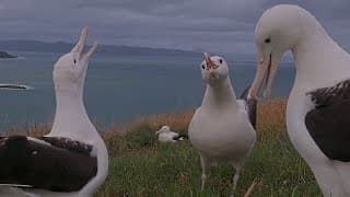Royal Albatross Trio Steals The Spotlight In New Zealand | Doc | Cornell Lab