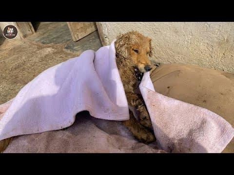 He Clung To The Blanket Tightly, Praying For A Miracle That Finally Came