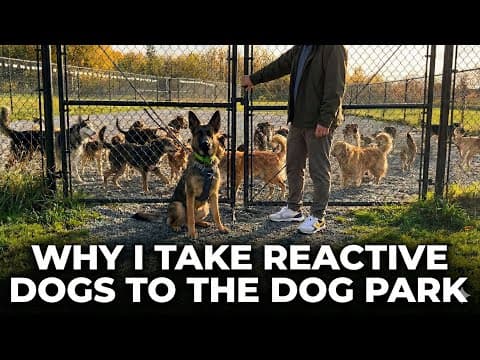 How To Fix Reactivity By Going To The Dog Park