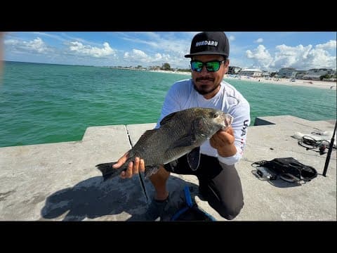 Catch Clean Cook  Black Drum! Bradenton Florida