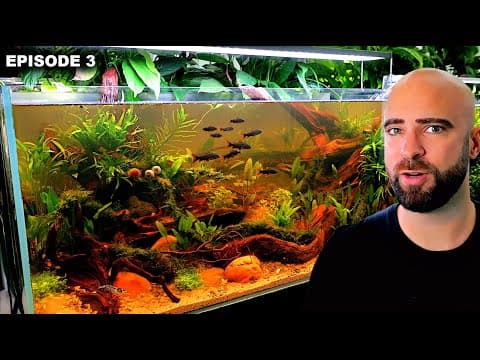 Terrible Start: Brown Water, Shrimp, Fish & Snails Added |ep3| Self Balancing Ecosystem Aquarium