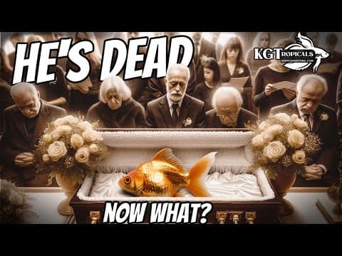 Fish Die, Here's What You Do Next