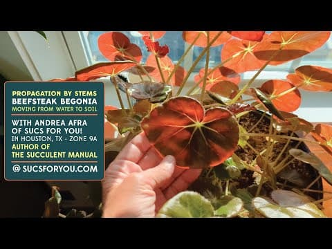 Make More Beefsteak Begonias – This Works For Other Plants Too!