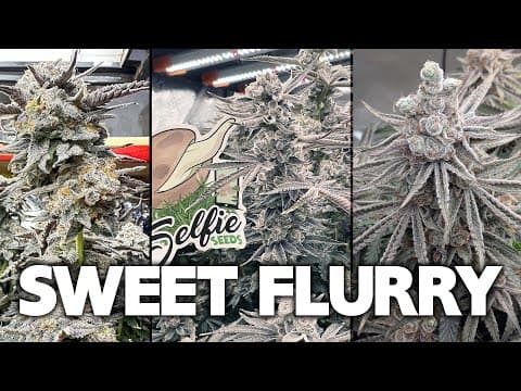 Sweet Flurry - The Frostiest Strain I Ever Made - Grow Off Competition Winners