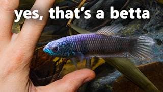 Recreating A Jungle Stream For My Giant Dragon Bettas