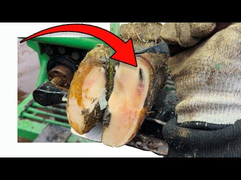 Will This Cow’s Hoof Erupt?!?