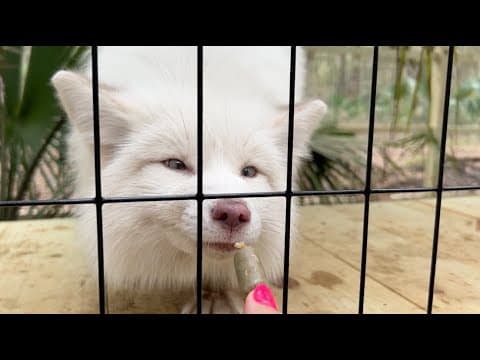 So Many Updates - Prairie Dogs, New Truck, New Animals, Daily Vlog Channel