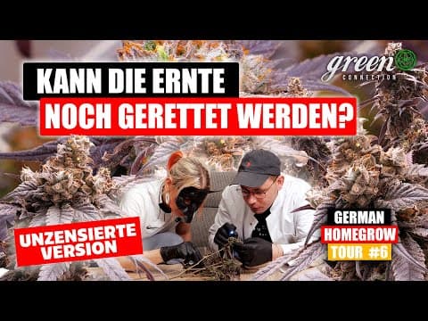 Was Im Indoor-grow Schiefgehen Kann – Ernte, Schimmel Und Erkenntnisse