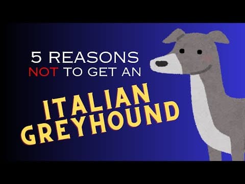 Top 5 Reasons Not To Get An Italian Greyhound