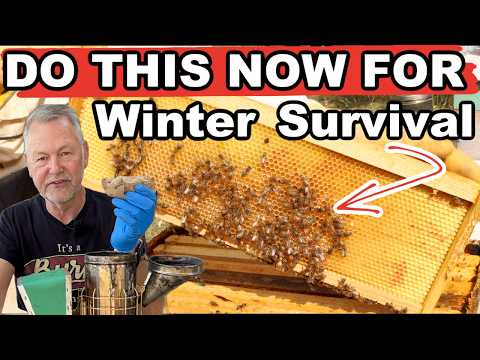 Beekeeping Winter Prep: Equalizing Honey Supers & Resources