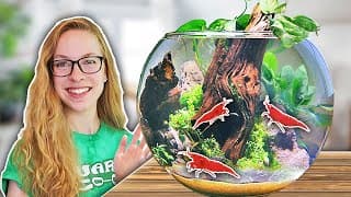 How To: Easy Biosphere Bowl For Shrimp [step By Step]