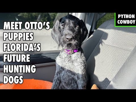 The Next Generation Of Everglades Dogs