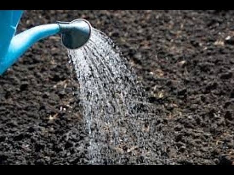 Trading Psychology Podcast Ep92: Planting Bamboo