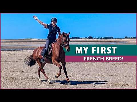 Riding The French Saddle Pony (poney Français De Selle)