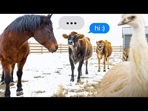 Cows Invade The Emu's And Horse's Home!