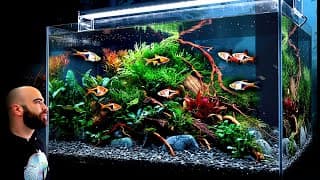 Making A Beautiful Rasbora Aquarium From Start To Finish (minisode)