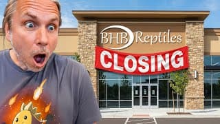 I'm Selling Bhb Reptiles.. (emotional)