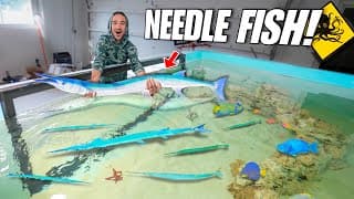 Catching Tons Of Needle Fish To Stock My Giant Saltwater Pond!